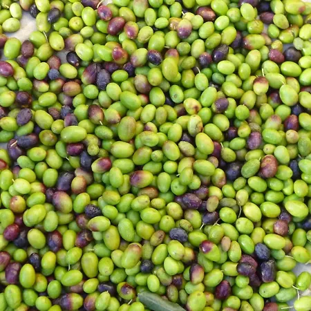 Casarovear Paradise In Olive Yard ! Appartamento Casa Veragne